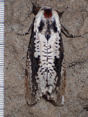 Morpheis clenchi