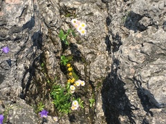 Erigeron philadelphicus provancheri