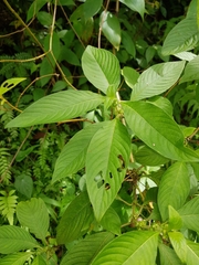 Sabicea villosa