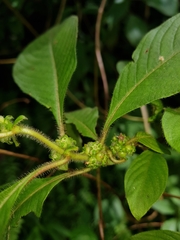 Sabicea villosa