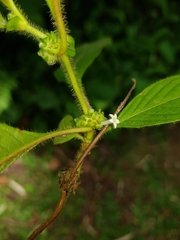 Sabicea villosa