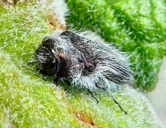 Acmaeodera perlanosa