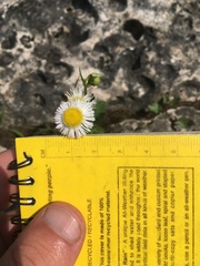 Erigeron philadelphicus provancheri