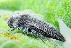 Acmaeodera perlanosa