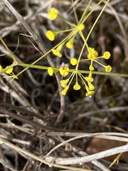 Bupleurum rigidum paniculatum
