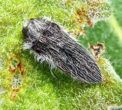 Acmaeodera perlanosa