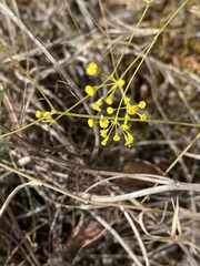 Bupleurum rigidum paniculatum