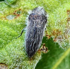 Acmaeodera perlanosa