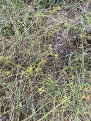 Bupleurum rigidum paniculatum