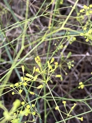 Bupleurum rigidum paniculatum