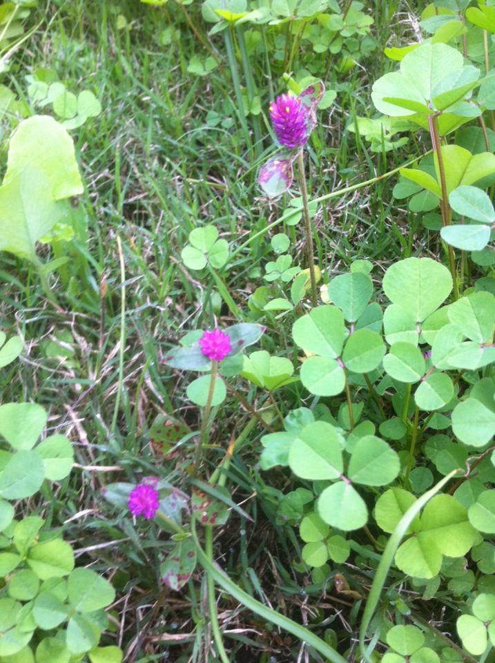 Gomphrena nealleyi