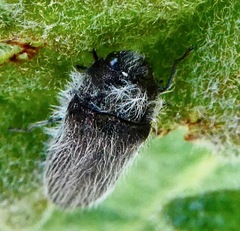 Acmaeodera perlanosa