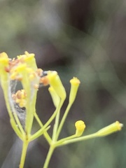 Bupleurum rigidum paniculatum