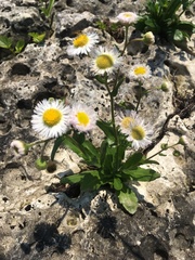 Erigeron philadelphicus provancheri