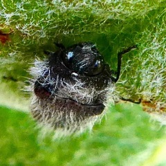 Acmaeodera perlanosa