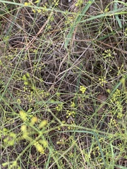 Bupleurum rigidum paniculatum