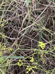 Bupleurum rigidum paniculatum