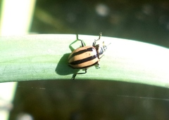 Paranaemia vittigera