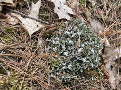 Cladonia turgida