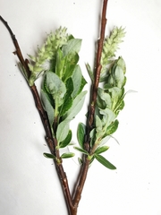 Salix foetida