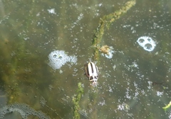 Paranaemia vittigera