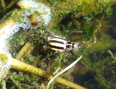 Paranaemia vittigera