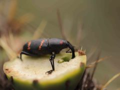 Cactophagus spinolae