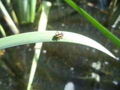 Paranaemia vittigera