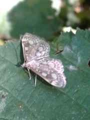 Anania coronata