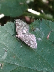 Anania coronata