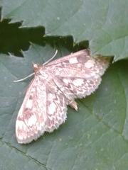 Anania coronata