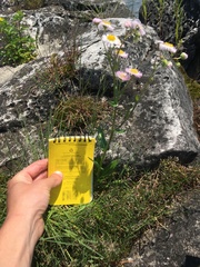 Erigeron philadelphicus provancheri