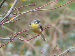 Motacilla cinerea