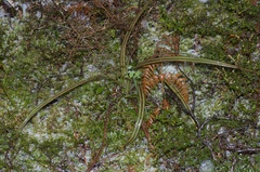 Charixena iridoxa