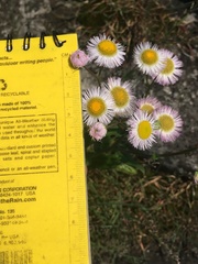 Erigeron philadelphicus provancheri