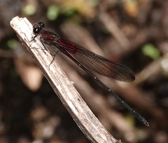 Hetaerina cruentata