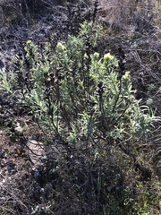 Castilleja grisea