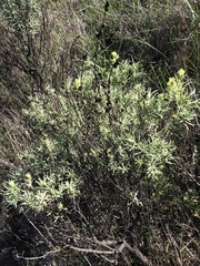 Castilleja grisea