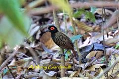 Black-Spotted Bare-Eye photo 2