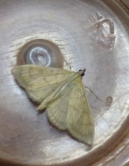 Paratalanta hyalinalis