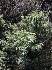 Castilleja grisea