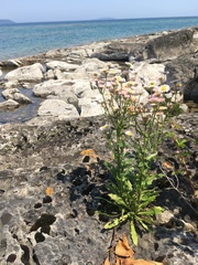 Erigeron philadelphicus provancheri