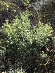 Castilleja grisea