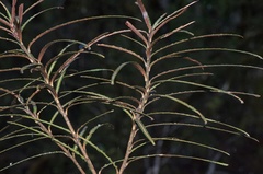 Pseudopanax linearis