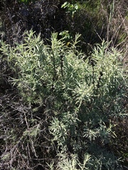 Castilleja grisea