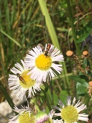 Erigeron philadelphicus provancheri