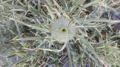 Cirsium odontolepis