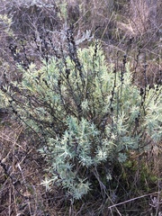 Castilleja grisea