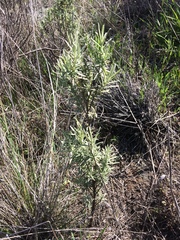 Castilleja grisea