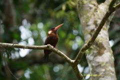 Galbalcyrhynchus leucotis